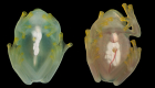 the same glassfrog photographed during sleep and while active, using a flash, showing the difference in red blood cell perfusion within the circulatory system. By Jesse Delia